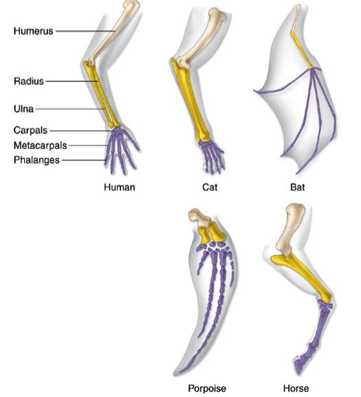 Anatomical Evidence for Evolution