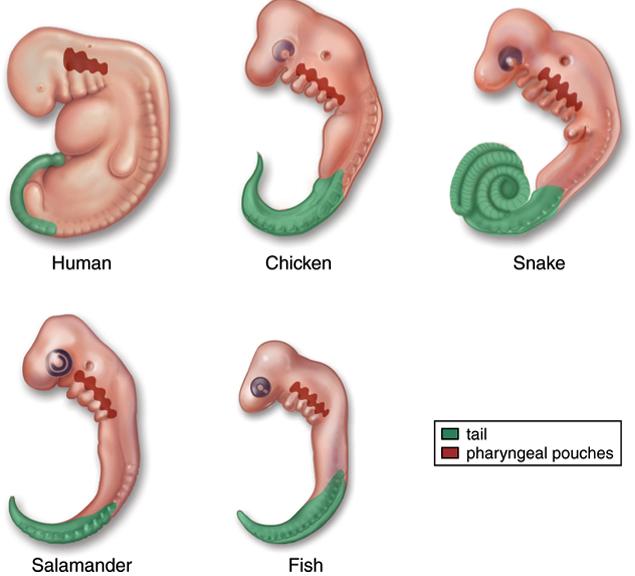 Anatomical Evidence for Evolution Developmental