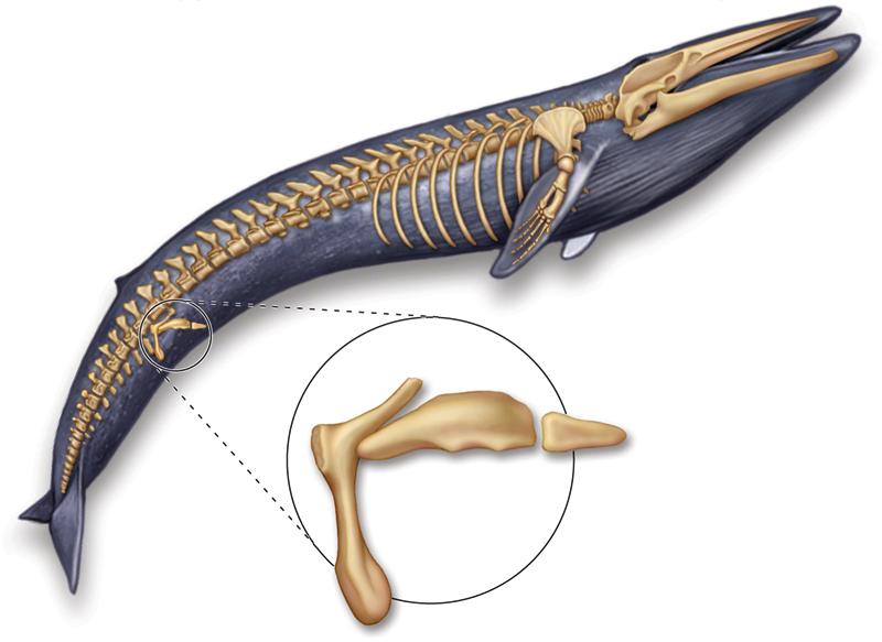 Anatomical Evidence for Evolution o Vestigial structures: have no apparent