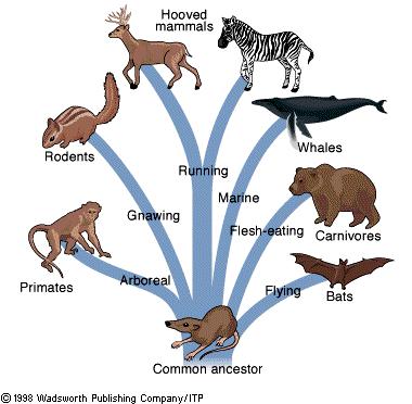 Divergent Evolution n Different pressures causes species to become more different n appear
