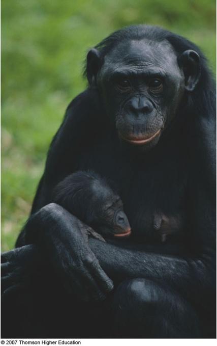 o Chimpanzees, Orangutans, and Gorillas all have 48