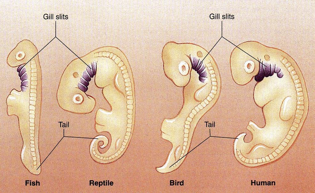 Embryology Embryology: embryos of all