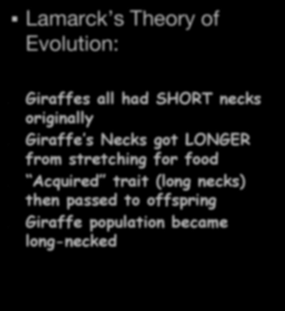 Lamarck s Theory of Evolution: Giraffes all had SHORT