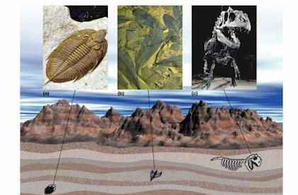 5) FOSSILS: -Evidence of once-living things (shells, casts, bones,