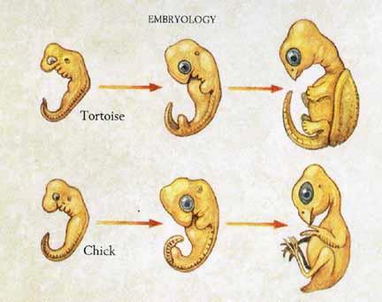 Embryological Homologies: similarities
