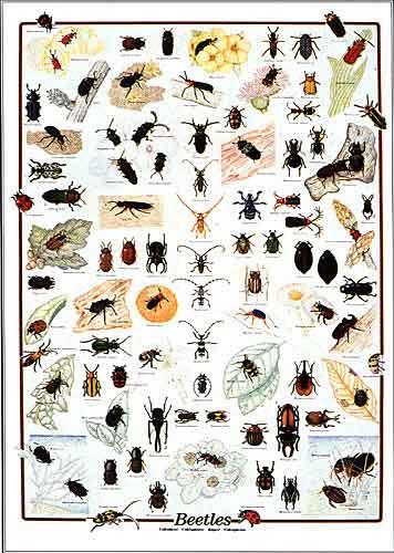 Lines of Evidence: 1) So many species!