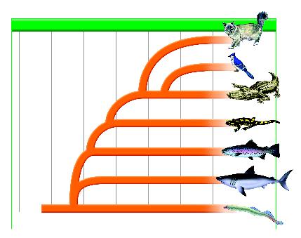 FIGURE 27 The pattern of vertebrate evolution is branching. Based on fossils, the first vertebrates, the jawless fishes, arose about 530 million years ago.