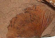 Fossil Evidence Compression fossils Ginkgo biloba, Eocene (34-56 MYA) Evidence for