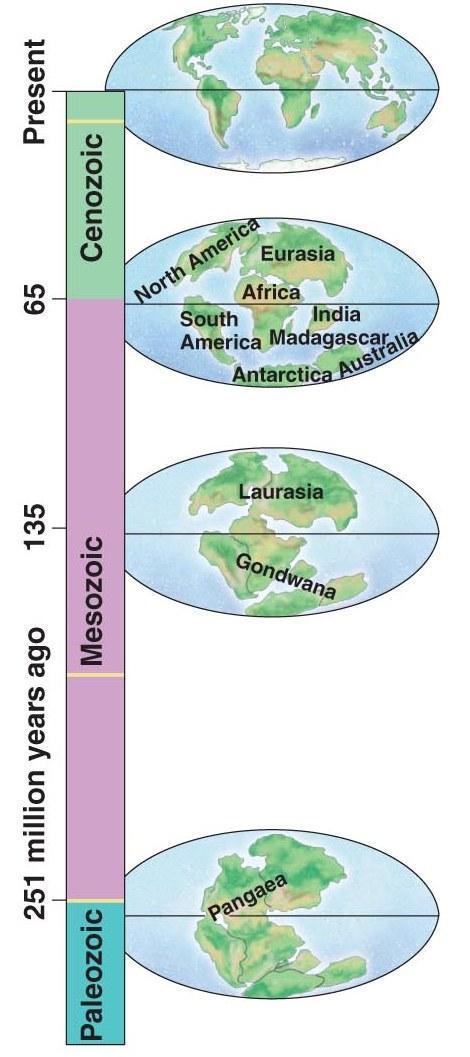 Plate Tectonics Australia separated very early Mammals here unlike those of other plates Fossil records show common fossils during periods when continents touching Brazil and W.