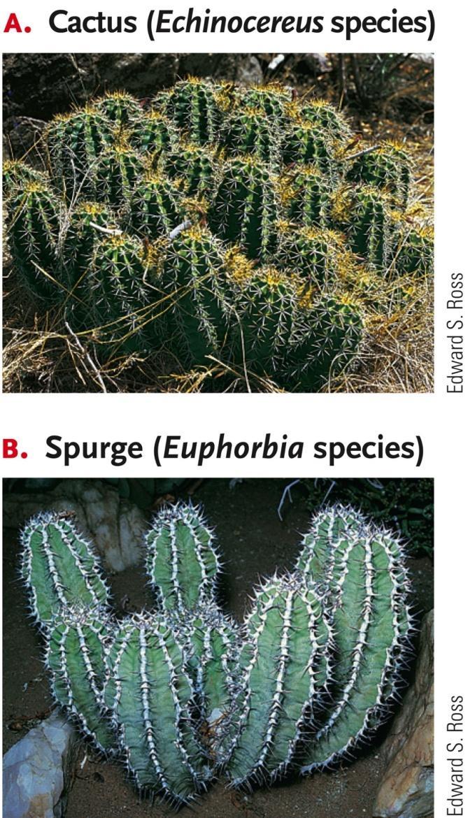 Biogeography Convergent evolution Cactus in N.