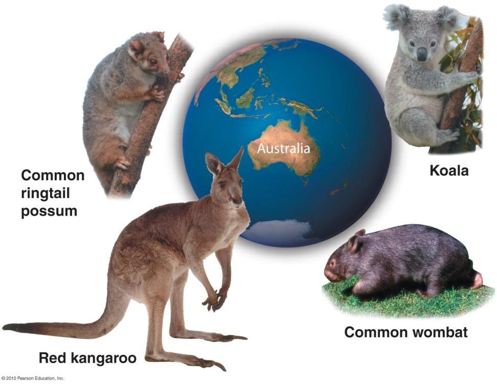 Biogeography Unusual mammals in Australia show the effects of being