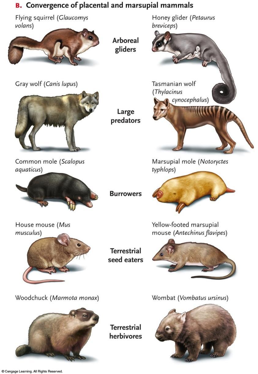 Biogeography However, marsupial mammals in Australia and placental mammals in No.