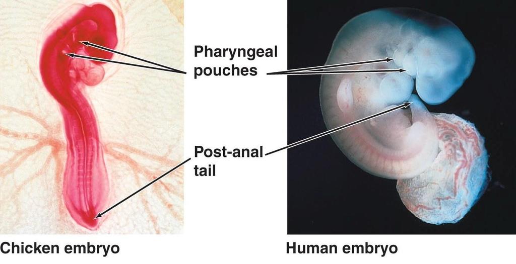 Comparative Embryology Early developmental stages of organisms related at