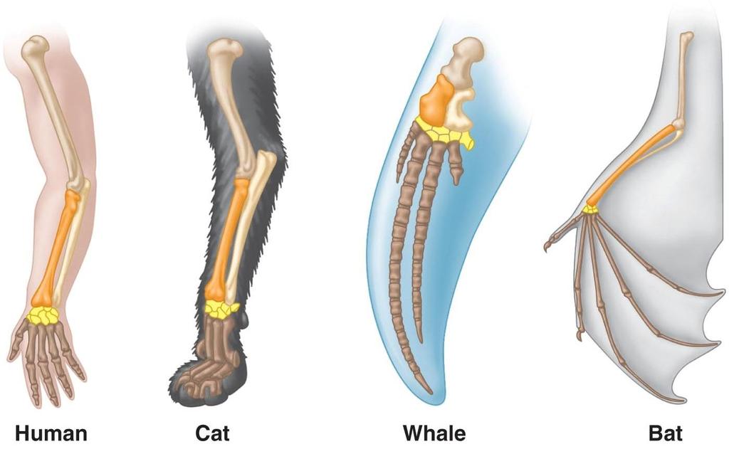 Comparative Anatomy Homologous structures show common anatomical theme Similar body parts