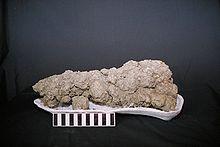 Fossil Evidence Trace fossils Coprolite: fossil dung Coprolite shown is from a carnivorous dinosaur