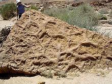 Fossil Evidence Trace fossils Burrows shown below are believed to have been made by crustaceans during the middle