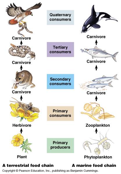 Trophic structure Food chains feeding relationships food chain usually 4 or 5