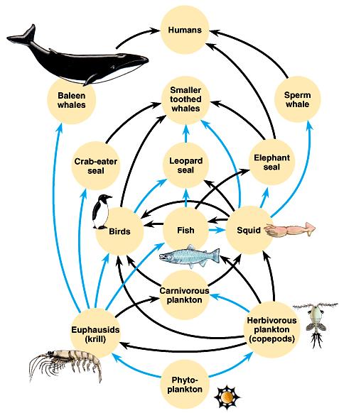 Food webs Food chains are hooked together into food webs Who eats whom?