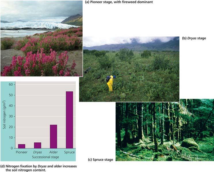 Succession Change in species mix over time From bare soil,
