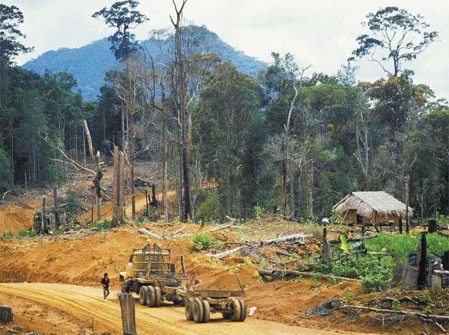 Deforestation Loss of