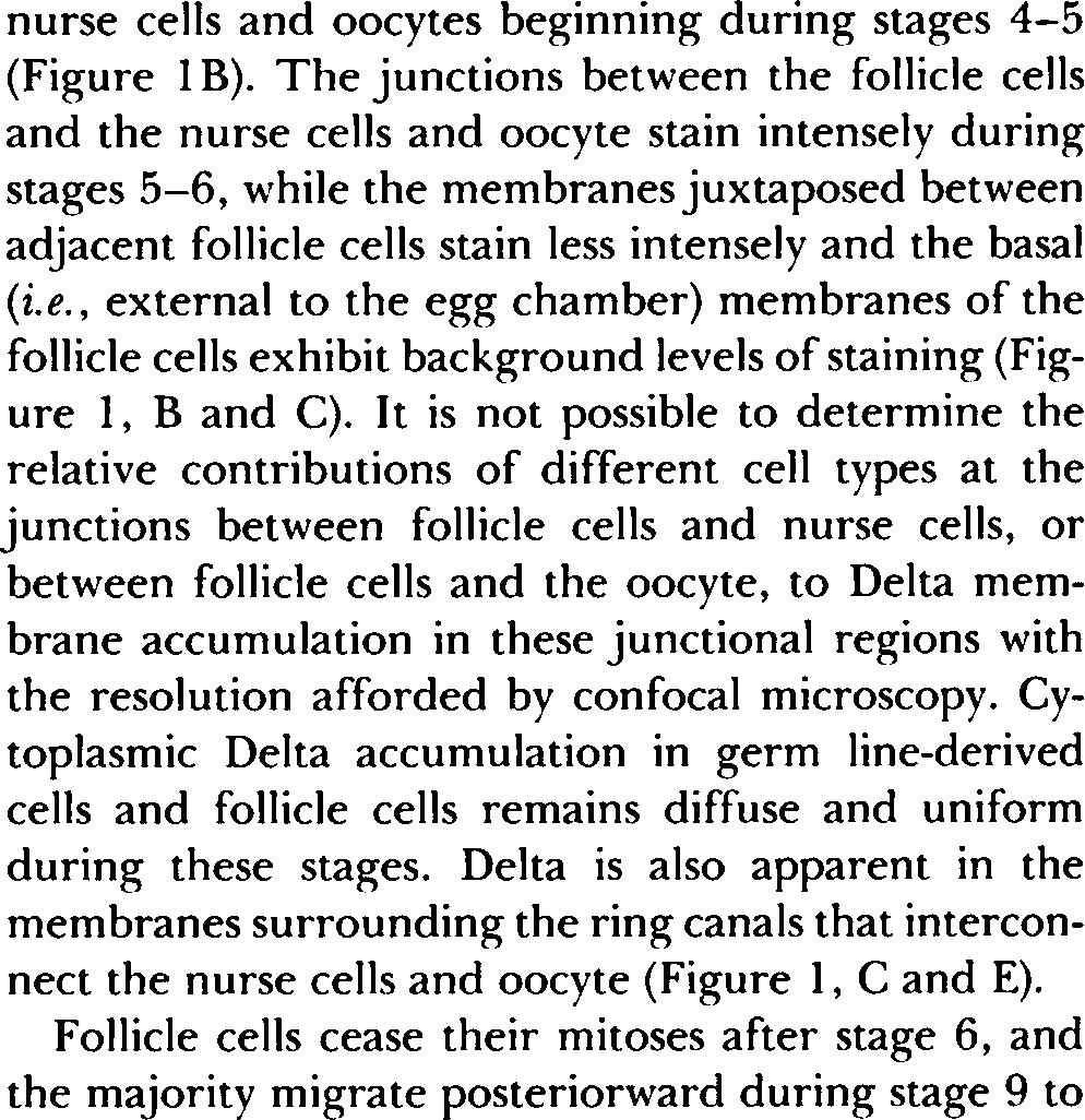 Arrows indicate vesicular features present within the stream of nurse cell contents entering the oocyte.