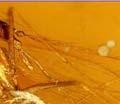 WEEK 2: INSECT MACROEVOLUTION Forty million years ago some insects were trapped in tree resin and preserved in