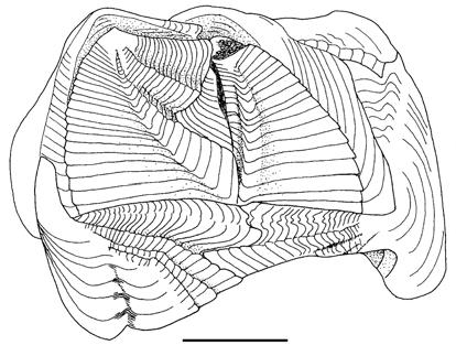 Revision of Verrucidae (Crustacea, Cirripedia) studied by Gruvel FIG. 22. Verruca magna Gruvel, 1901, lectotype, rostro-carinal view. Scale bar: 3 mm. FIG. 21.