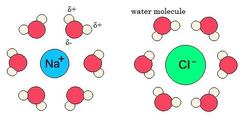 Particles in a solution Ionic solutes Water molecules are polar (they have one slightly positive end, δ+, and one slightly negative end, δ ) and so are attracted to the opposing charges of the ions
