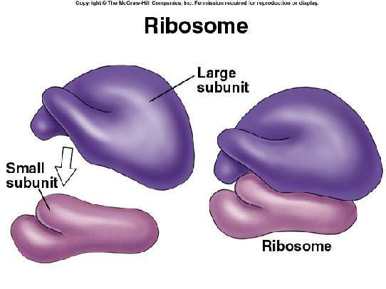 7.3S1 Analyze the structure of eukaryotic ribosomes and trna Ribosome contains Two subunits- large and small Each subunit contains RNA