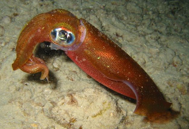 Some squid even have claw-like hooks to combine power with the suckers!