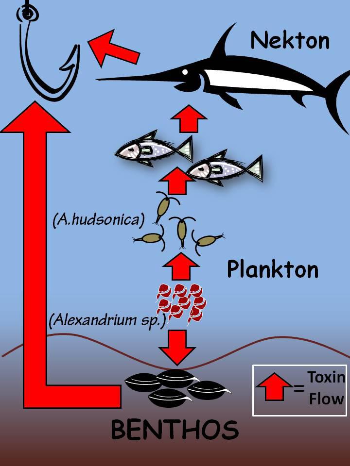 plants in the world. Some phytoplankton species, however, produce toxins. These toxin producing algae are becoming more common and showing up in more places worldwide.