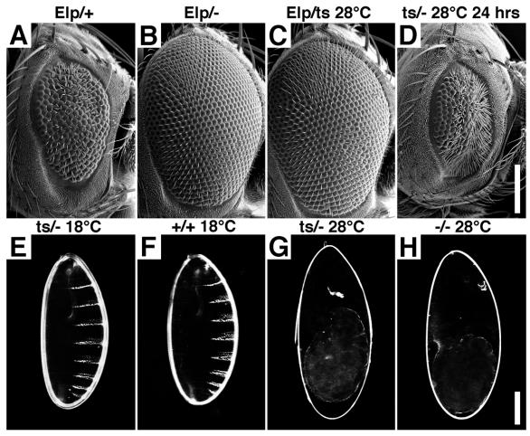 EGFR and dp-erk in the Drosophila retina 3877 antibodies were: rat anti-elav (Iowa, Developmental Studies Hybridoma Bank, Bier et al.