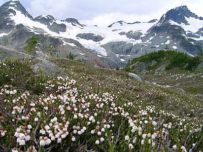 Alpine Tundra - Long, cold