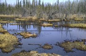 Boreal White and Black Spruce Zone 10% of BC s total area Wildfires occur frequently in this zone Divided into