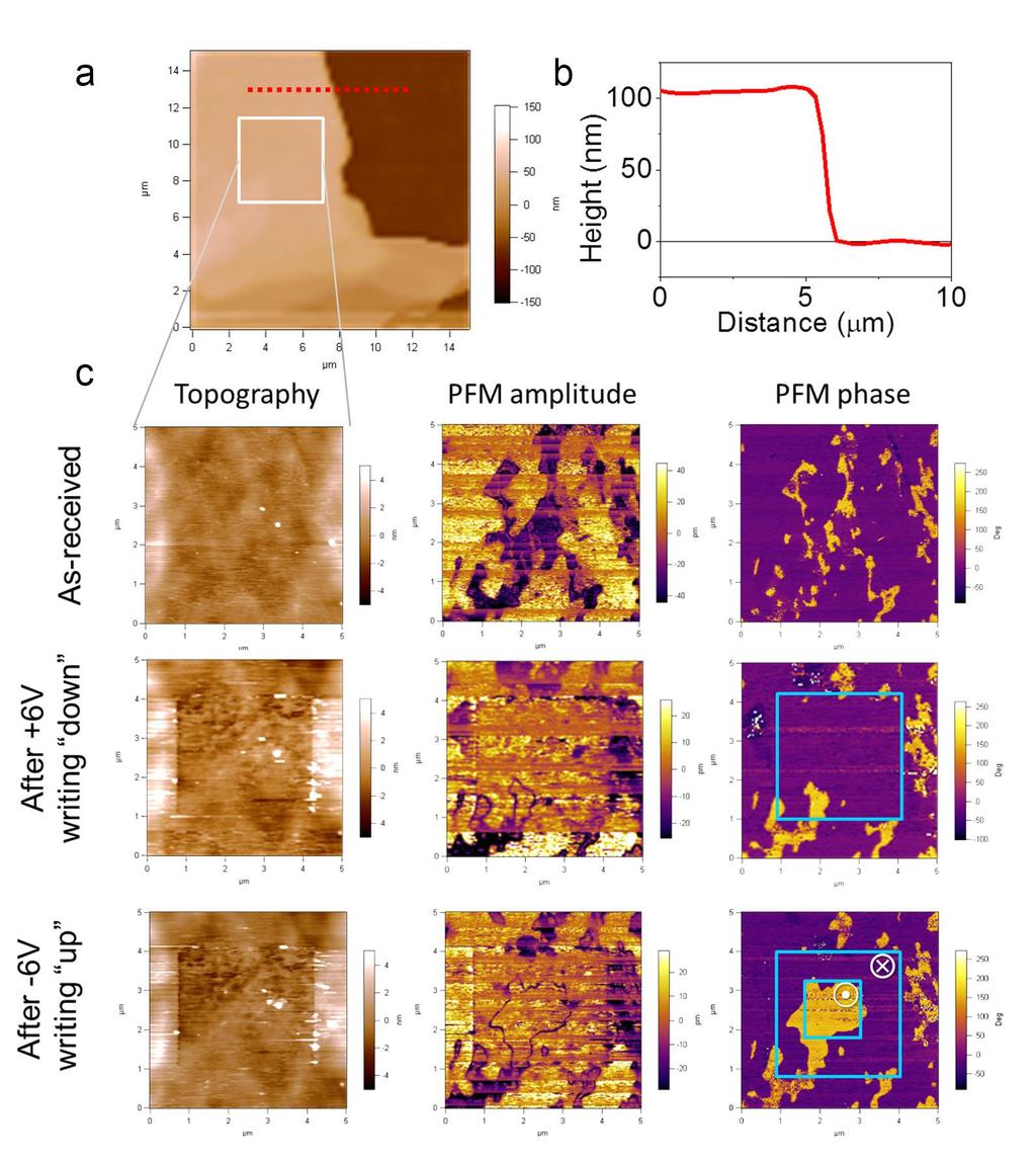 Supplementary Figure 11 PFM measurement and polarization switching of CIPS with a thickness of 100 nm. a, The topography of the a 100-nm thick CIPS flake.