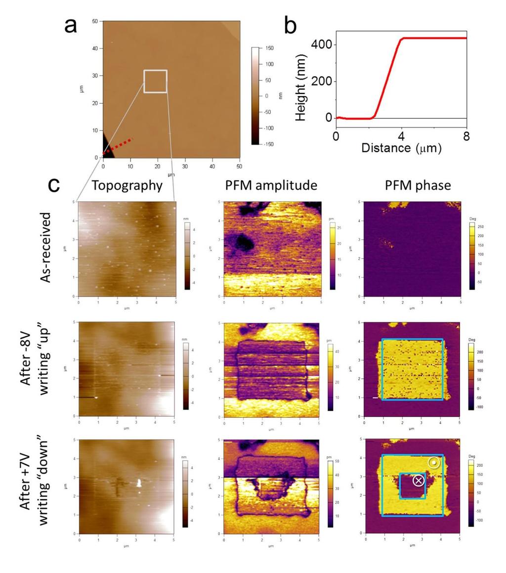 Supplementary Figure 12 PFM measurement and polarization switching of CIPS with a thickness of 400 nm. a, The topography of the a 400-nm thick CIPS flake.