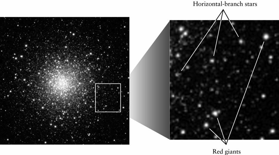 Globular Cluster M10 M10 Globular clusters (M10 about 70 ly across) contain a few hundred thousand stars of different masses and stage of development (assuming the cluster congregated at the same