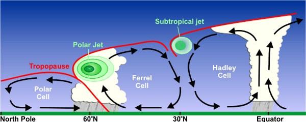 Vertical structure and mechanisms Polar Cell (thermal): Driven by heating at 50 degree latitude and cooling at the poles Ferrel Cell (dynamical): Dynamical response to Hadley and polar