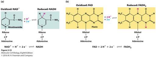 The electron-carrying coenzymes NAD + and FAD. (a) NAD + (nicotinamide adenine dinucleotide) is reduced to NADH by the addition of two electrons and one proton simultaneously.