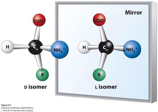 Stereoisomers Although L- and D-stereoisomers of amino acids are
