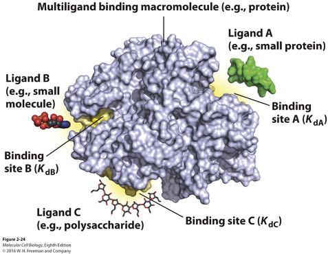 Not so simple Macromolecules can have distinct binding 
