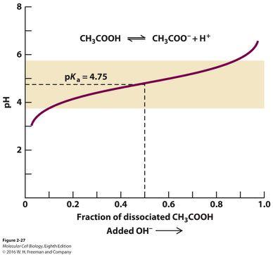 What happens? Base added & bind to H+ The titration curve of the buffer acetic acid (CH 3 COOH). Many cells maintain cytosolic ph at 7.2-7.