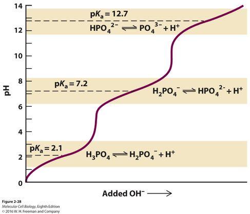Three protons! The titration curve of phosphoric acid (H 3 PO 4 ), a common buffer in biological systems.