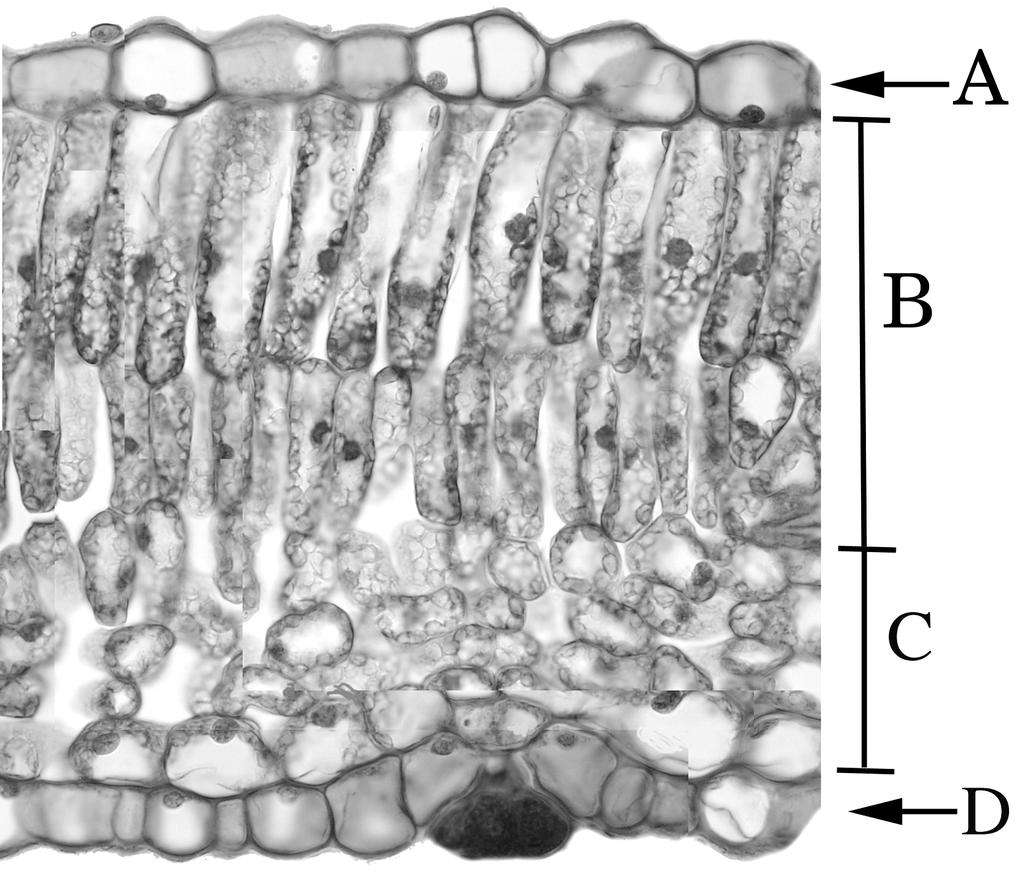 Carefully observe the midvein. Note that the xylem is on the top and the phloem is on the bottom. Try to identify sieve tube members in the phloem.