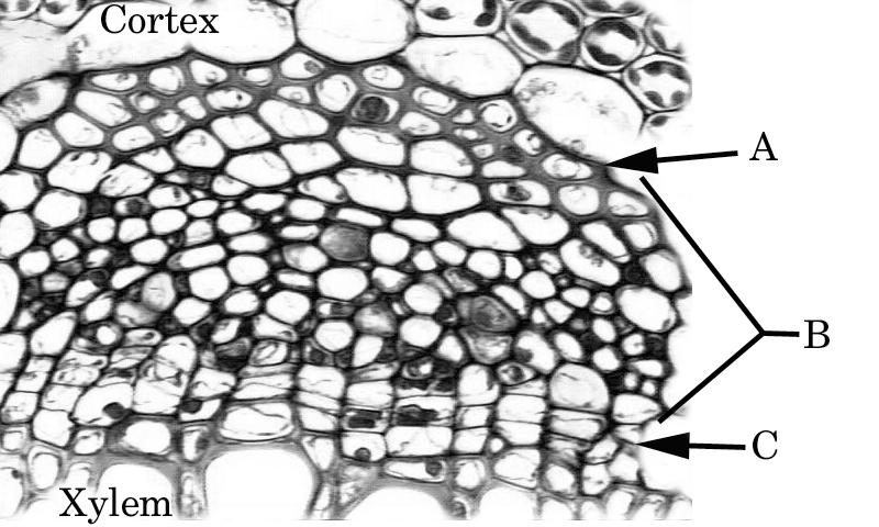 Identify sieve-tube elements and companion cells. The area of the phloem towards the cortex is filled with fibers.