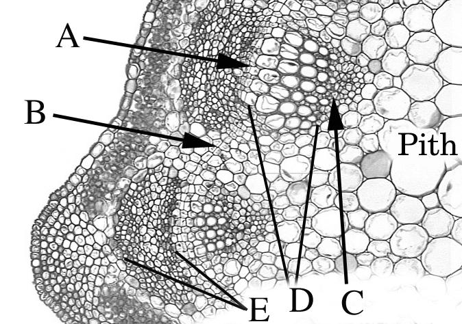 Observe the tissue between the primary xylem and phloem. This is the region of the fascicular cambium. The cells here were derived from procambium and maintain their ability to undergo cell division.