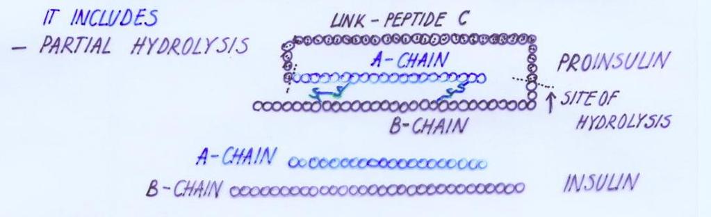 Post-translational Modifications Follows after protein synthesis termination, when polypeptide chain is released