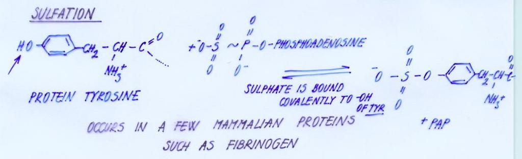 Sulphation Sulphate group is covalently bound to -OH group of Tyrosine.