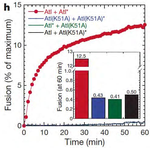 Atlastins can mediate ER fusion in vitro Could atlastins influence ER morphology by mediating homotypic ER fusion?
