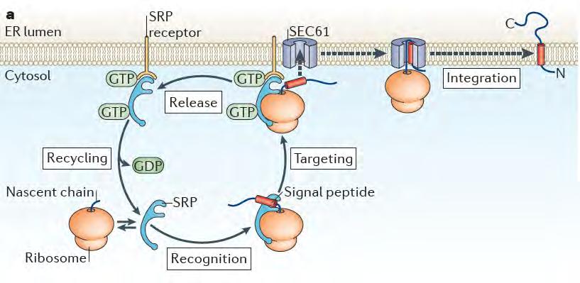 Standard co-translational transport into the ER co-translational ribosome plays a major role SRP recognizes signal peptide in nascent polypeptide chain SRP